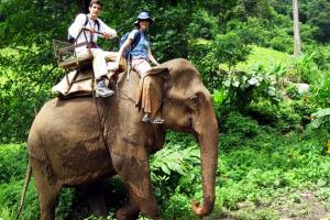 Elephant Trekking