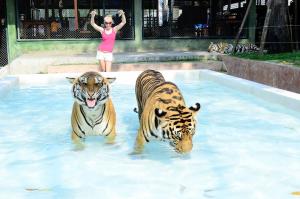 Tiger Kingdom