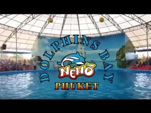 Dolphins Show